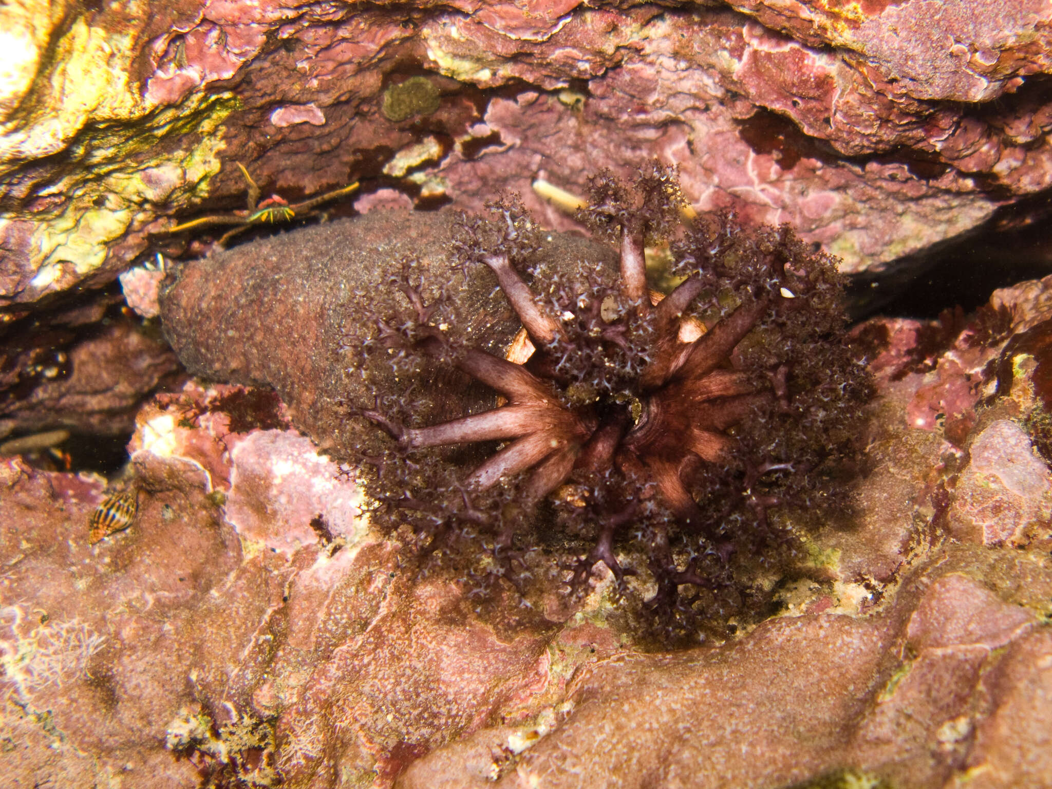 Image of Holothuria subgen. Semperothuria Deichmann 1958