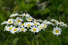 Image of corymbflower tansy