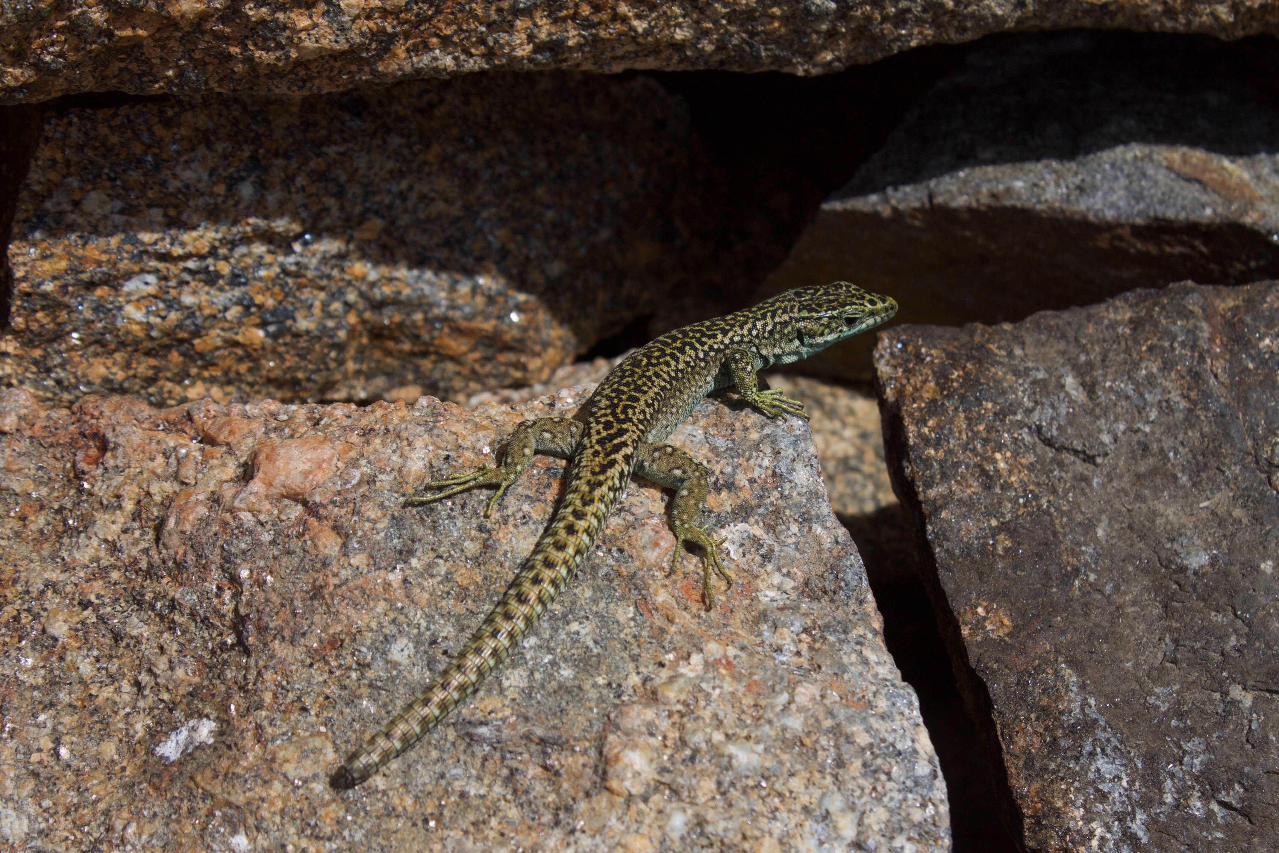 Image of Carpetane rock lizard
