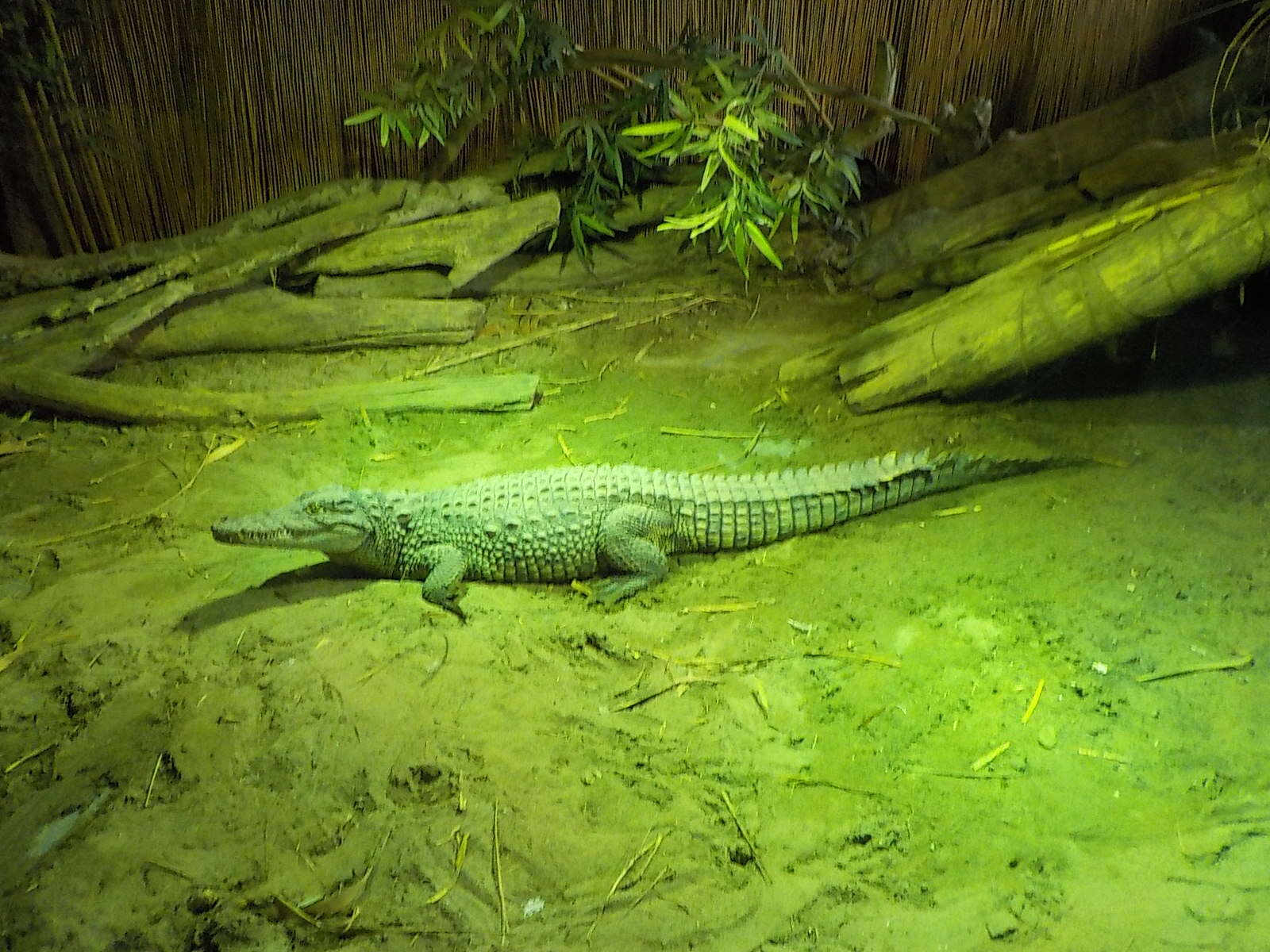 Image of Crocodilia