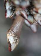 Image of goose-necked barnacle