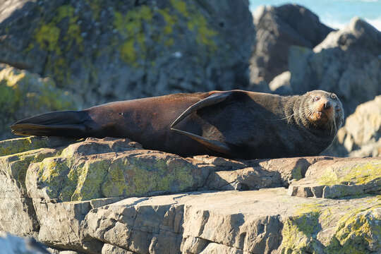 Image of Antipodean Fur Seal