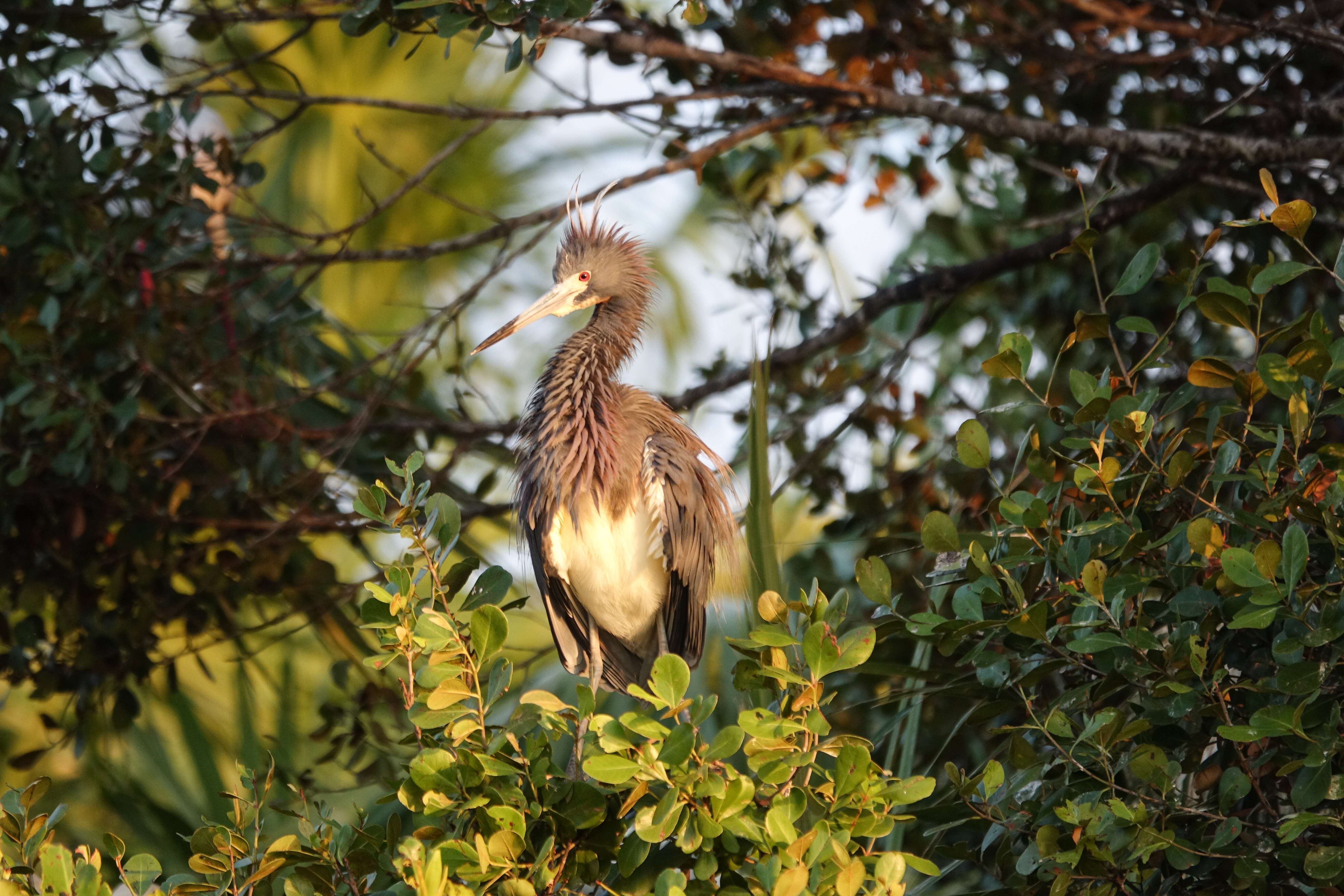 Image de Aigrette tricolore