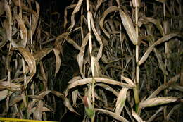 Image of Zea mays Saccharata