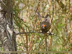 Image of Fire-fronted Serin