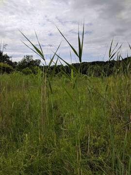 Plancia ëd Phragmites australis subsp. australis