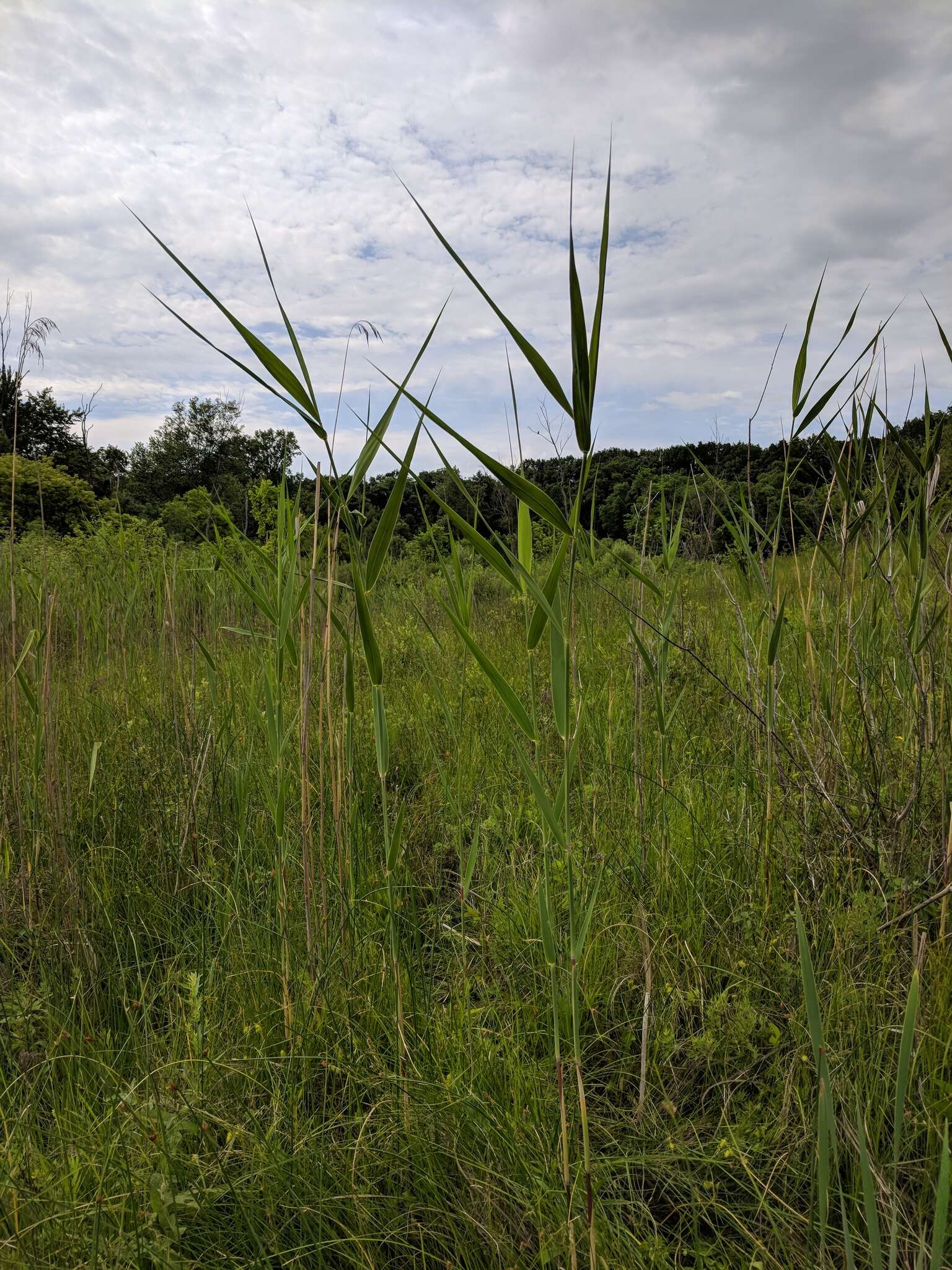 Image of American common reed