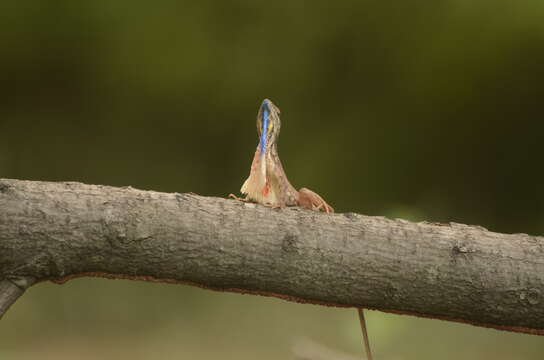 Image of Fan Throated Lizard