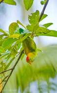 Image of Ceylon Hanging-Parrot