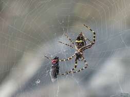 Imagem de Argiope argentata (Fabricius 1775)