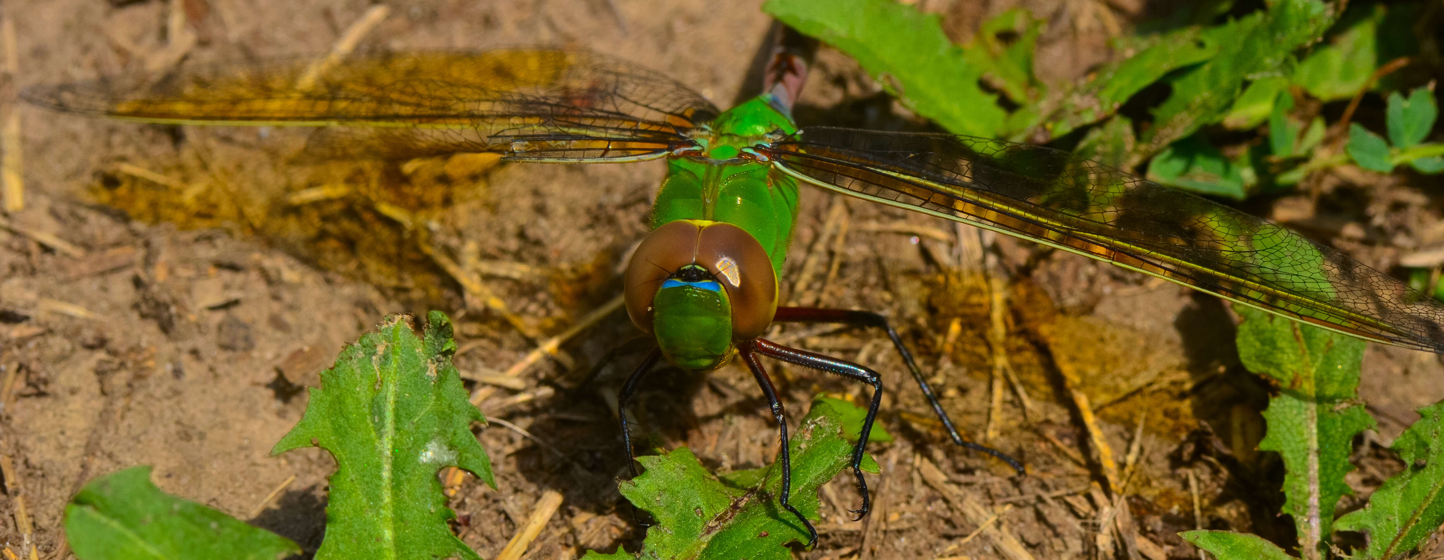 Imagem de Erythemis simplicicollis (Say 1840)