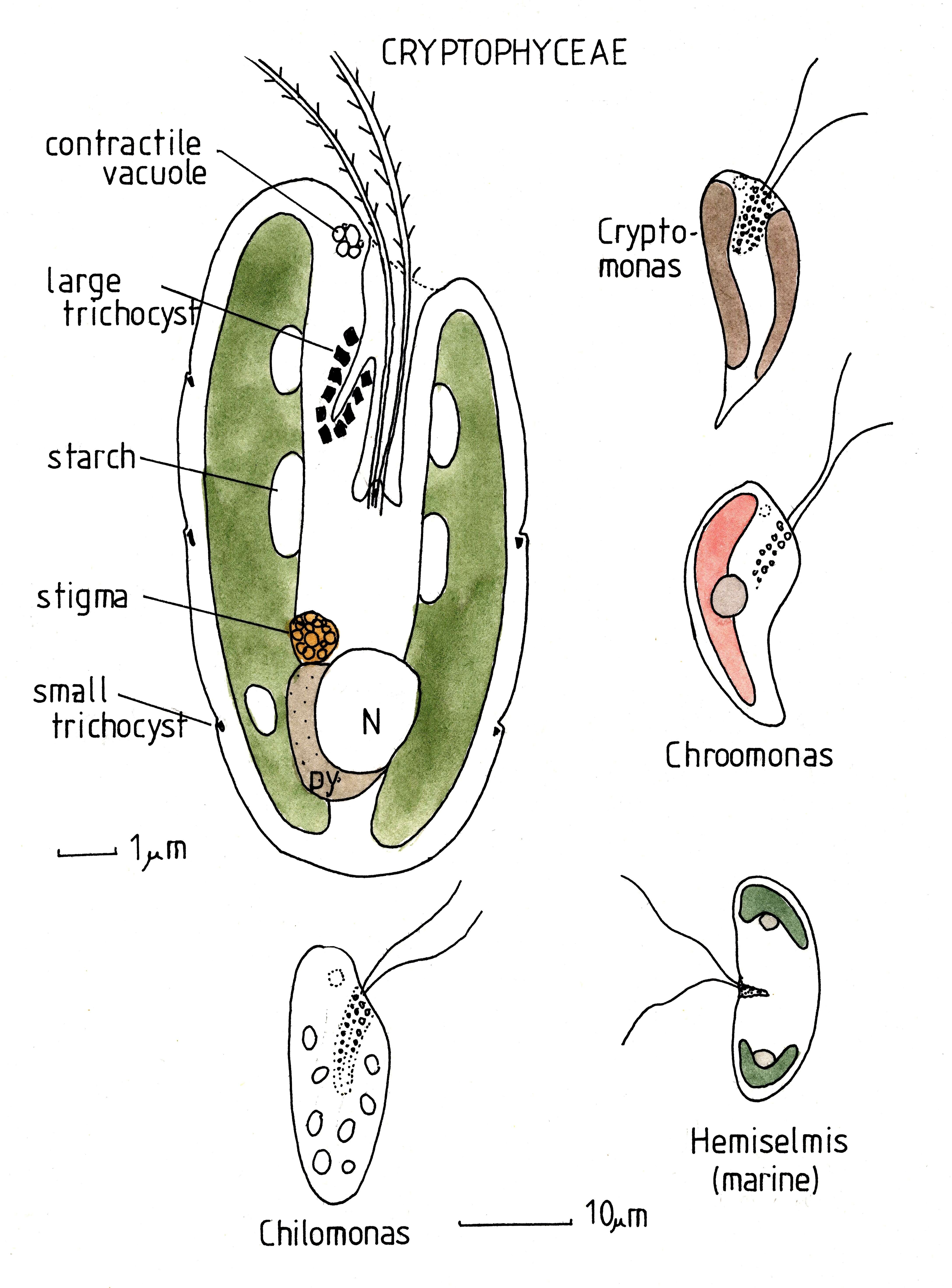 Cryptophyceae的圖片