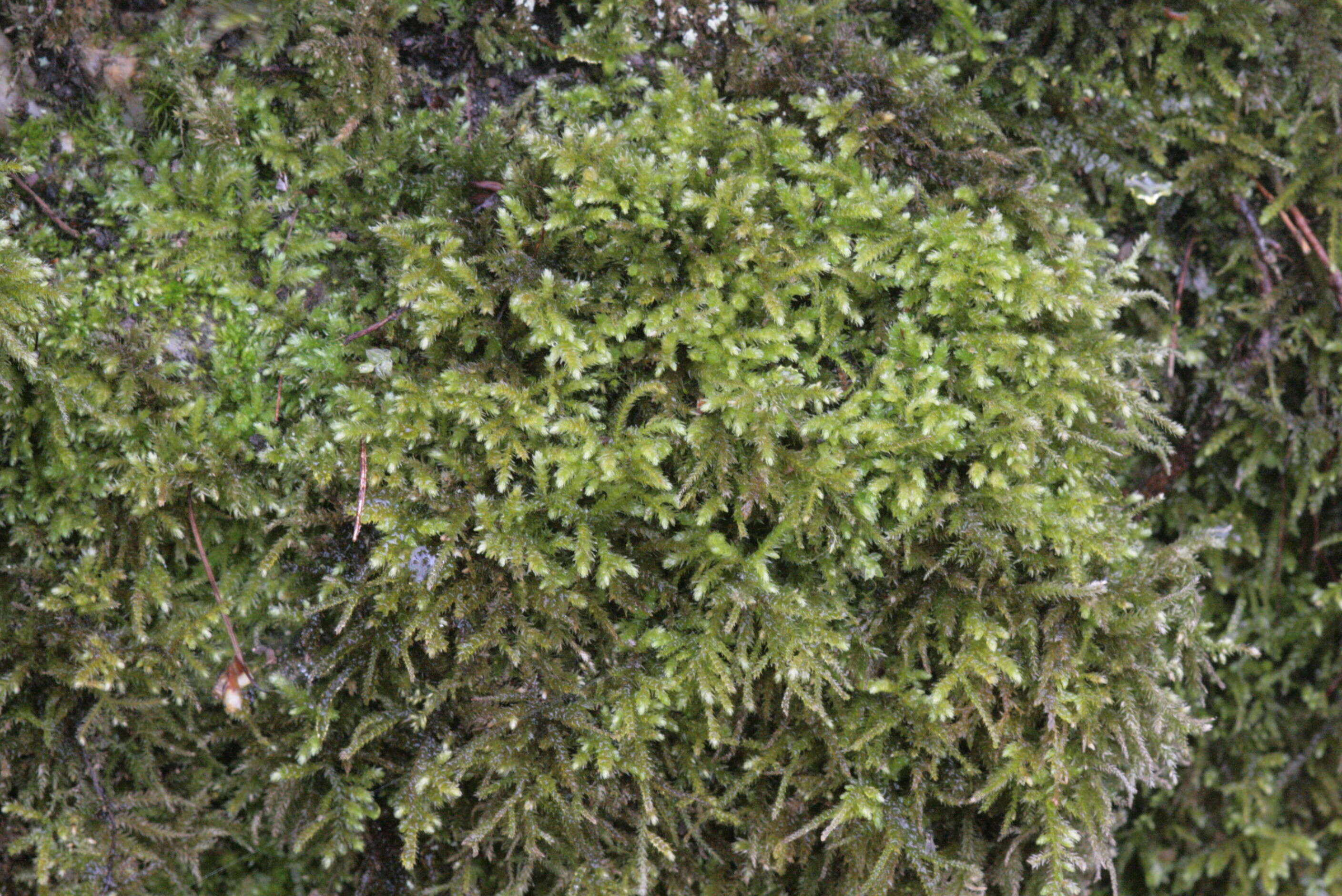 Image of common striated feather-moss