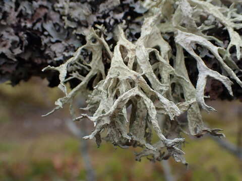 Image of ring lichen