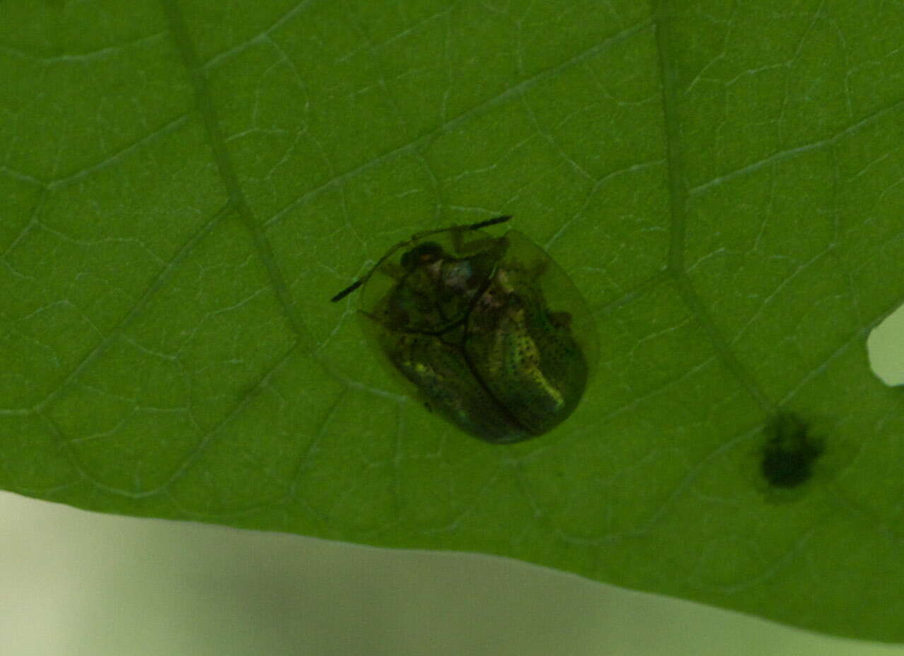 Imagem de Charidotella (Charidotella) sexpunctata (Fabricius 1781)