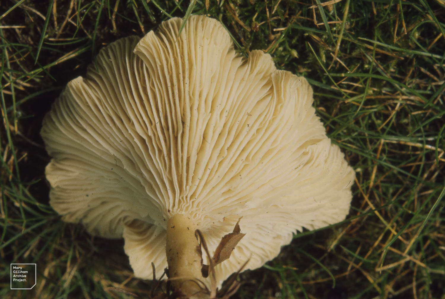 Image of Sweetbread mushroom