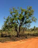 Image of Bloodwood