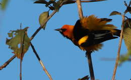 Image of Spot-breasted Oriole