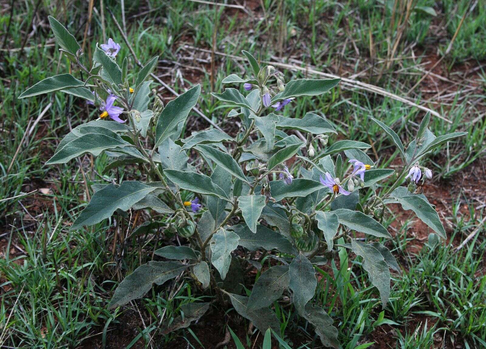 Image de Solanum campylacanthum Hochst. ex A. Rich.