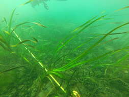 Image of Eelgrass