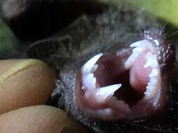 Image of Chestnut Short-tailed Bat