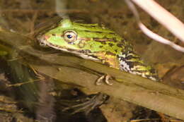 Image of Perez's Frog