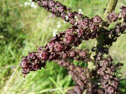 Image of black false hellebore