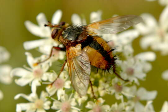 Image de Tachina fera (Linnaeus 1761)