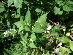 Image of white deadnettle