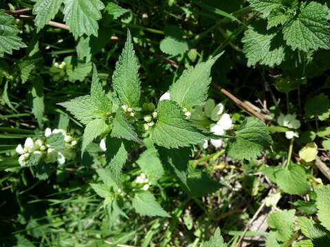 Image of white deadnettle