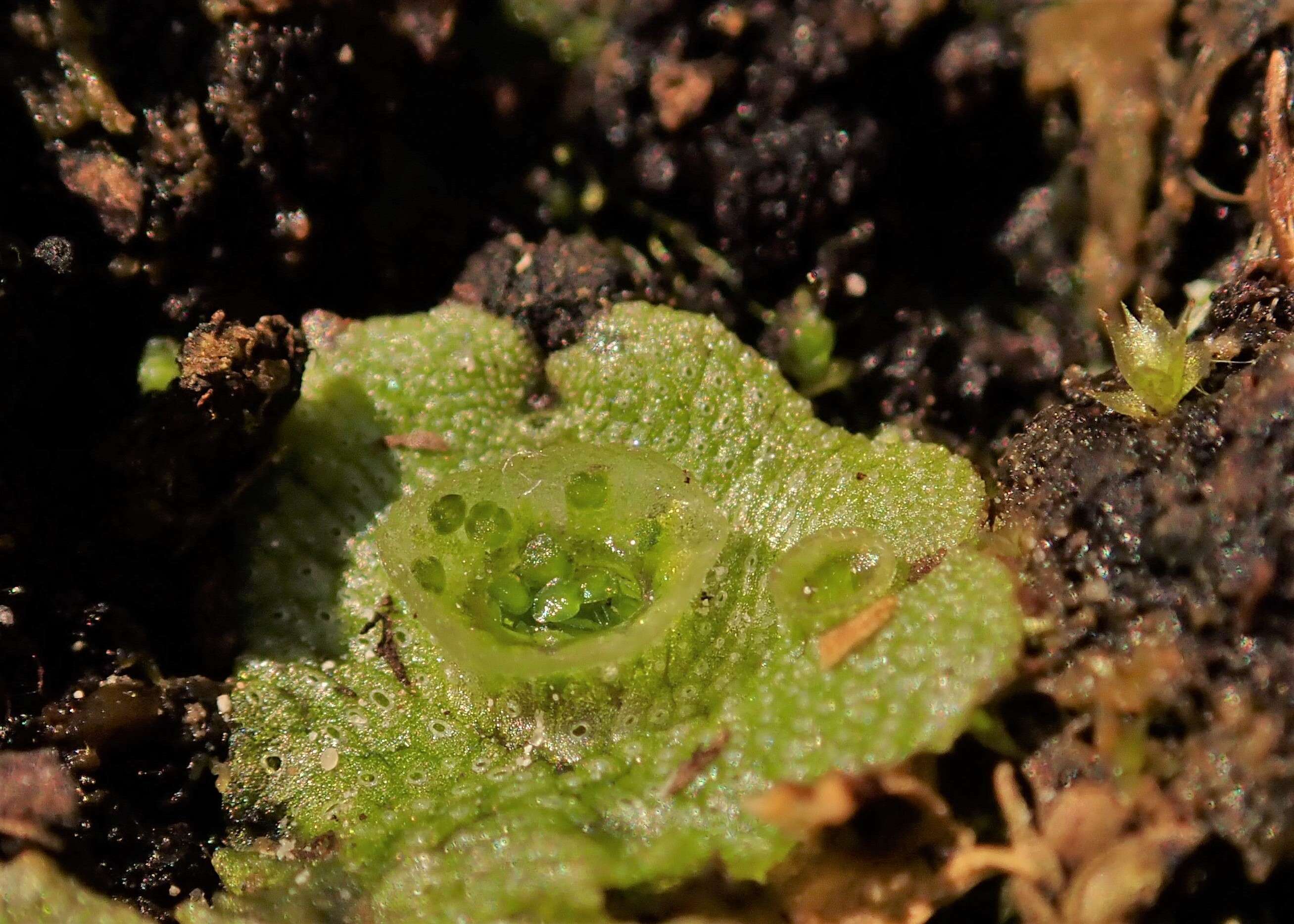 Image of common liverwort