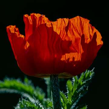 Image of Oriental poppy