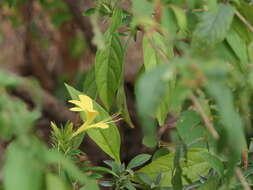 Plancia ëd Barleria prionitis L.