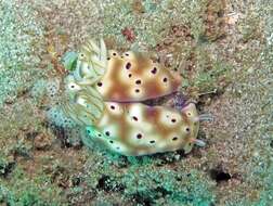 Image of Leopard head flapper slug