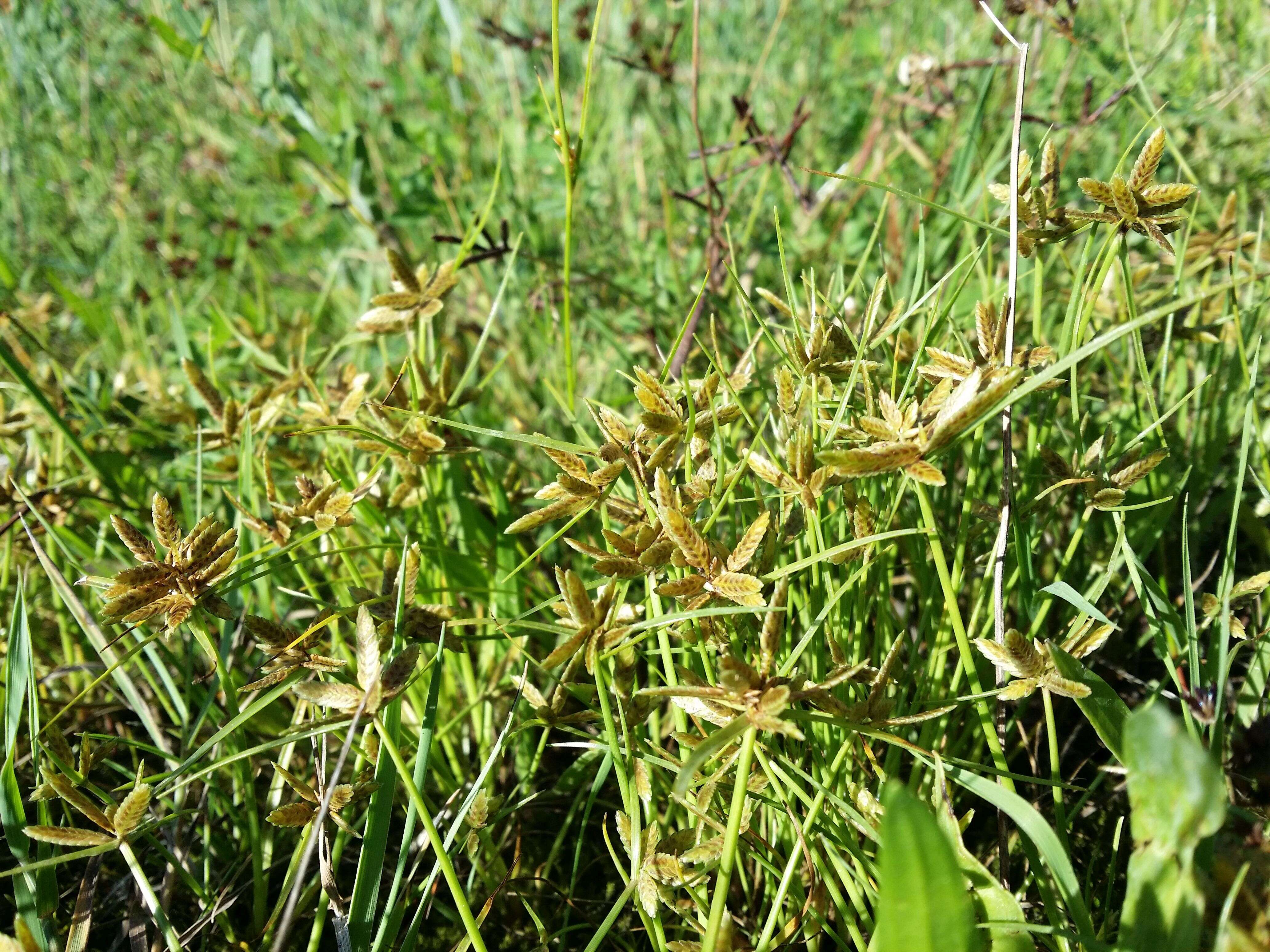 Image of Yellow Flat Sedge