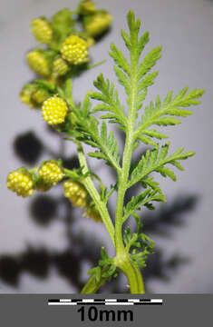 Imagem de Artemisia annua L.