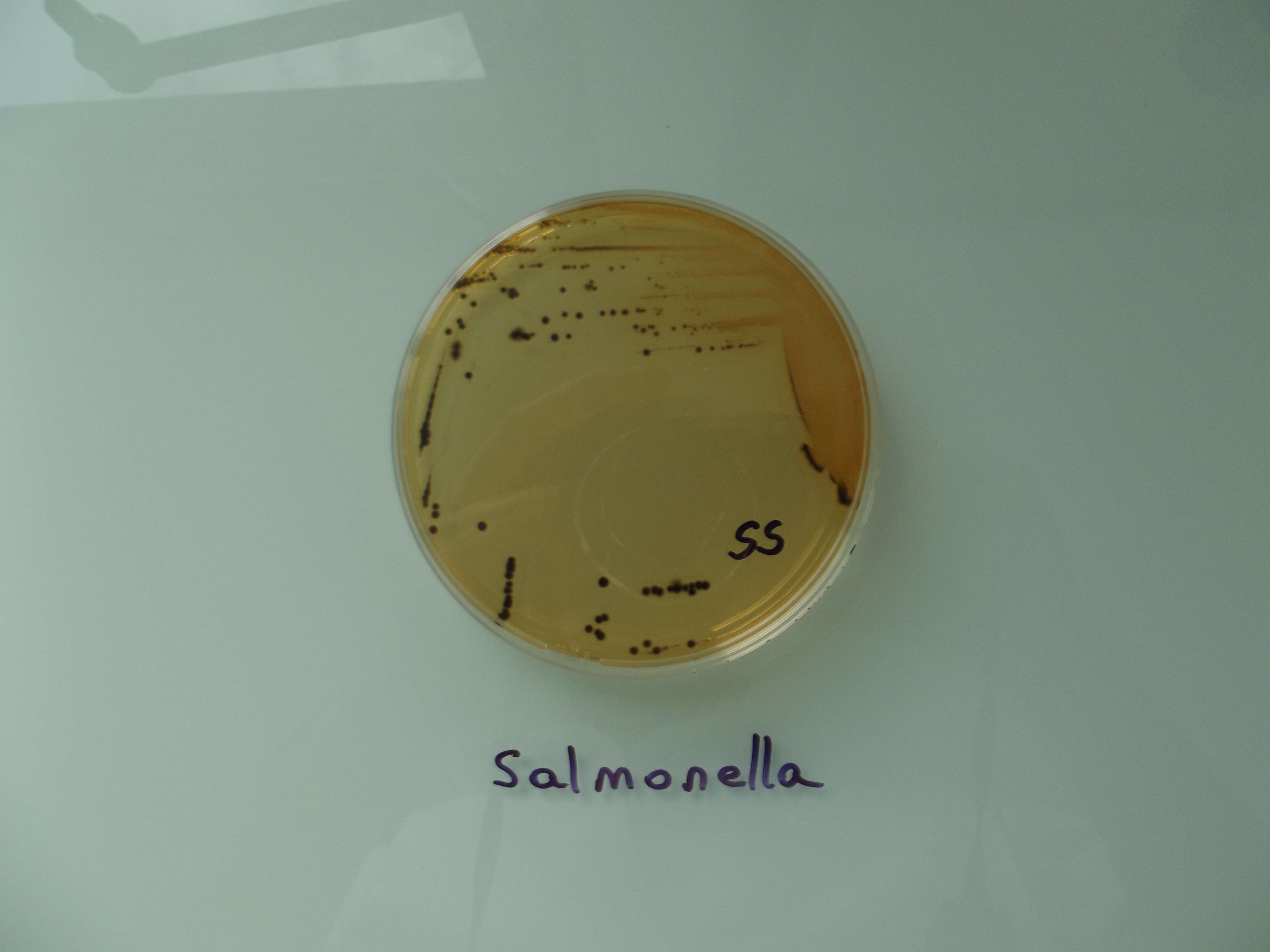 Image of Salmonella bongori