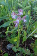 Image of Anacamptis morio subsp. syriaca (E. G. Camus) H. Kretzschmar, Eccarius & H. Dietr.