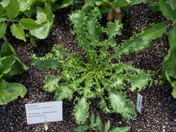 Image of cultivated endive