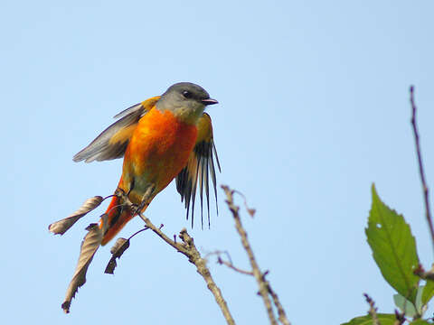 Image of Grey-chinned Minivet