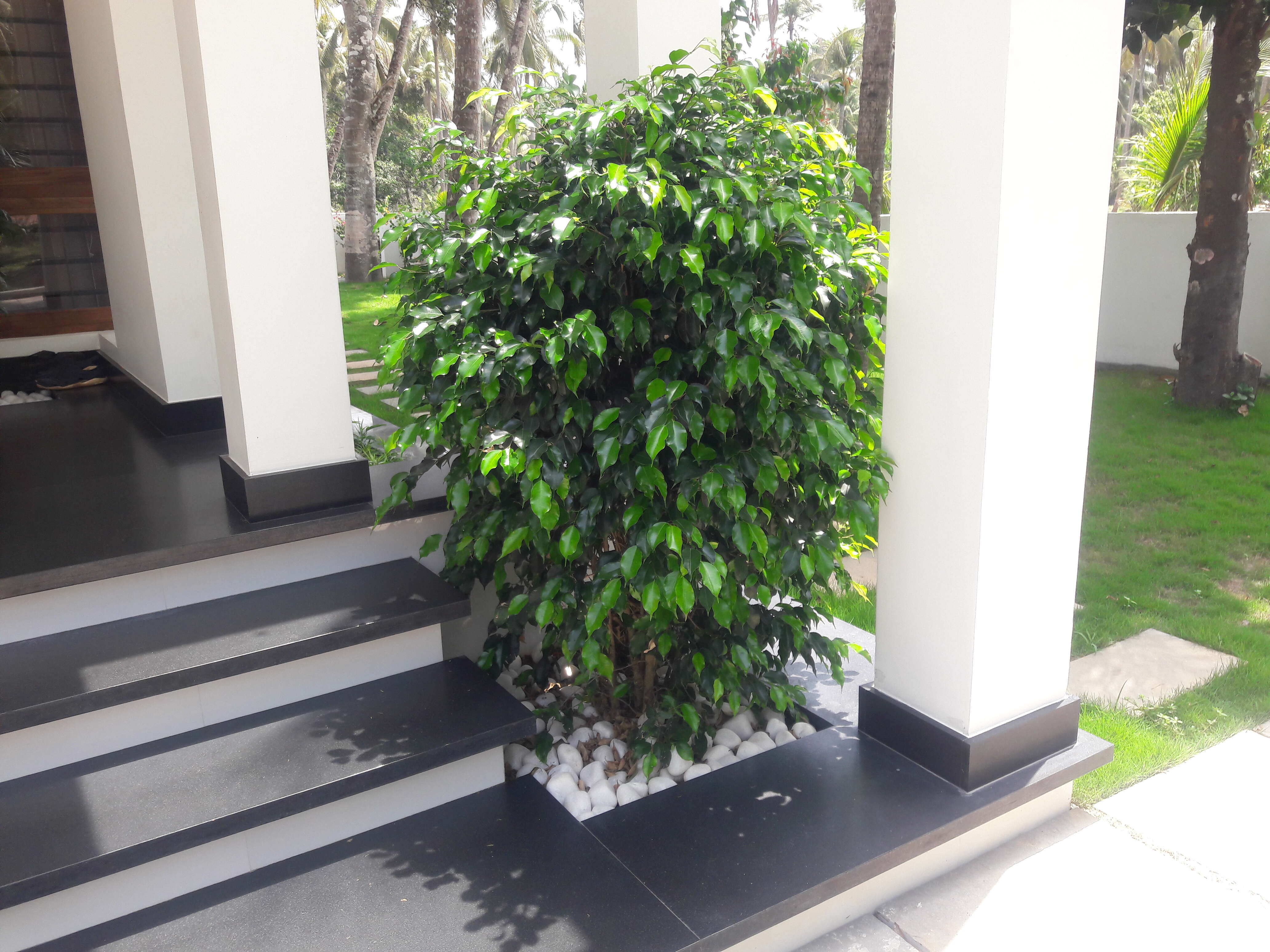 Imagem de Ficus benjamina L.