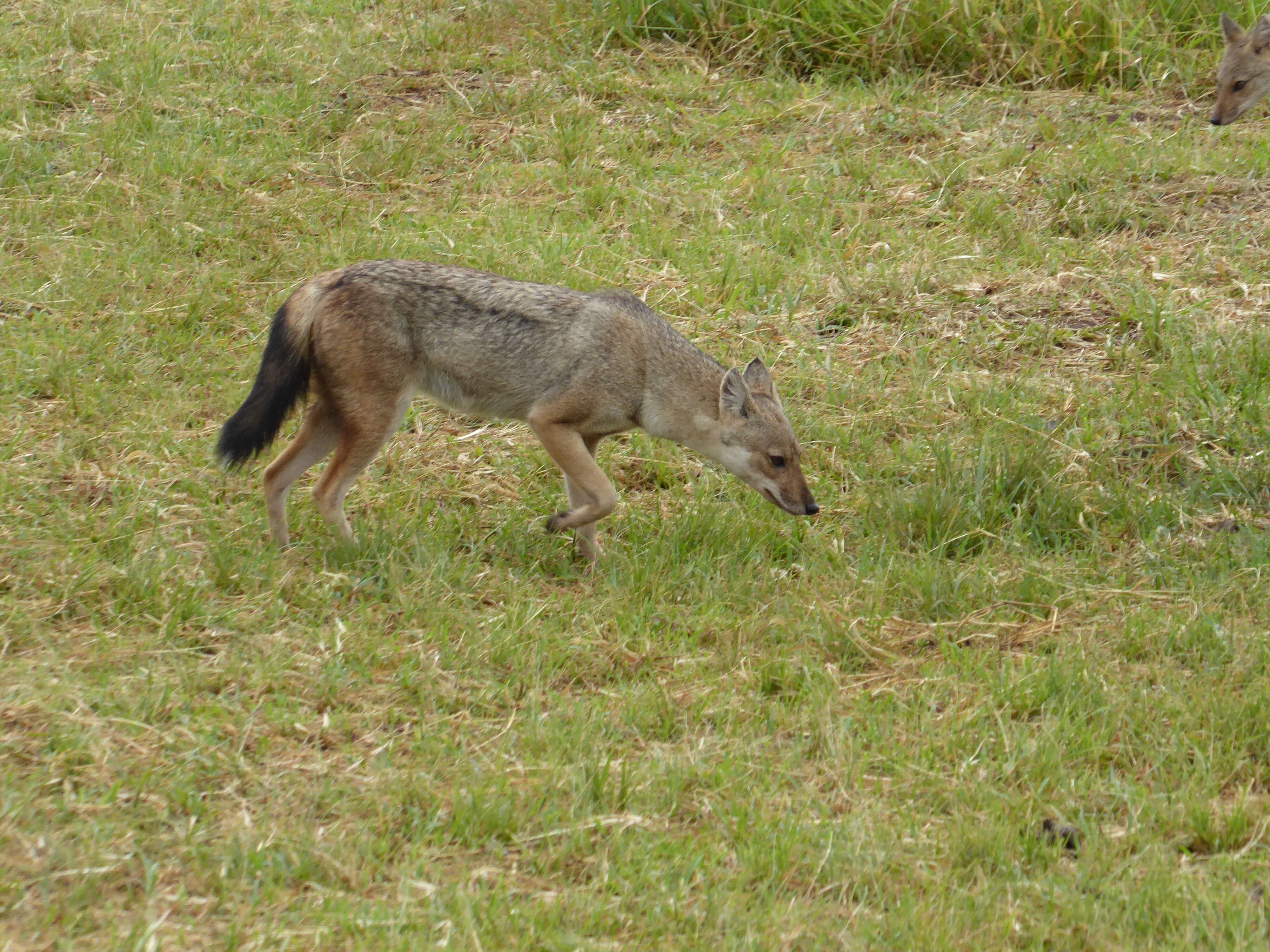 Image of Side-striped Jackal