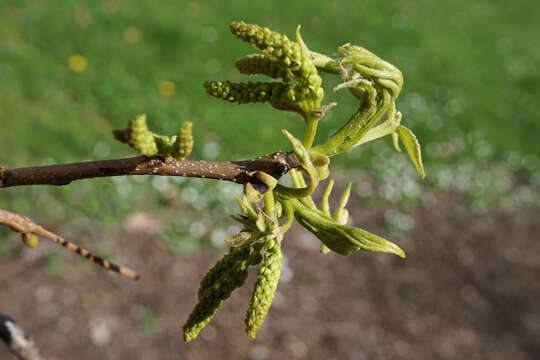 Image of bitternut hickory