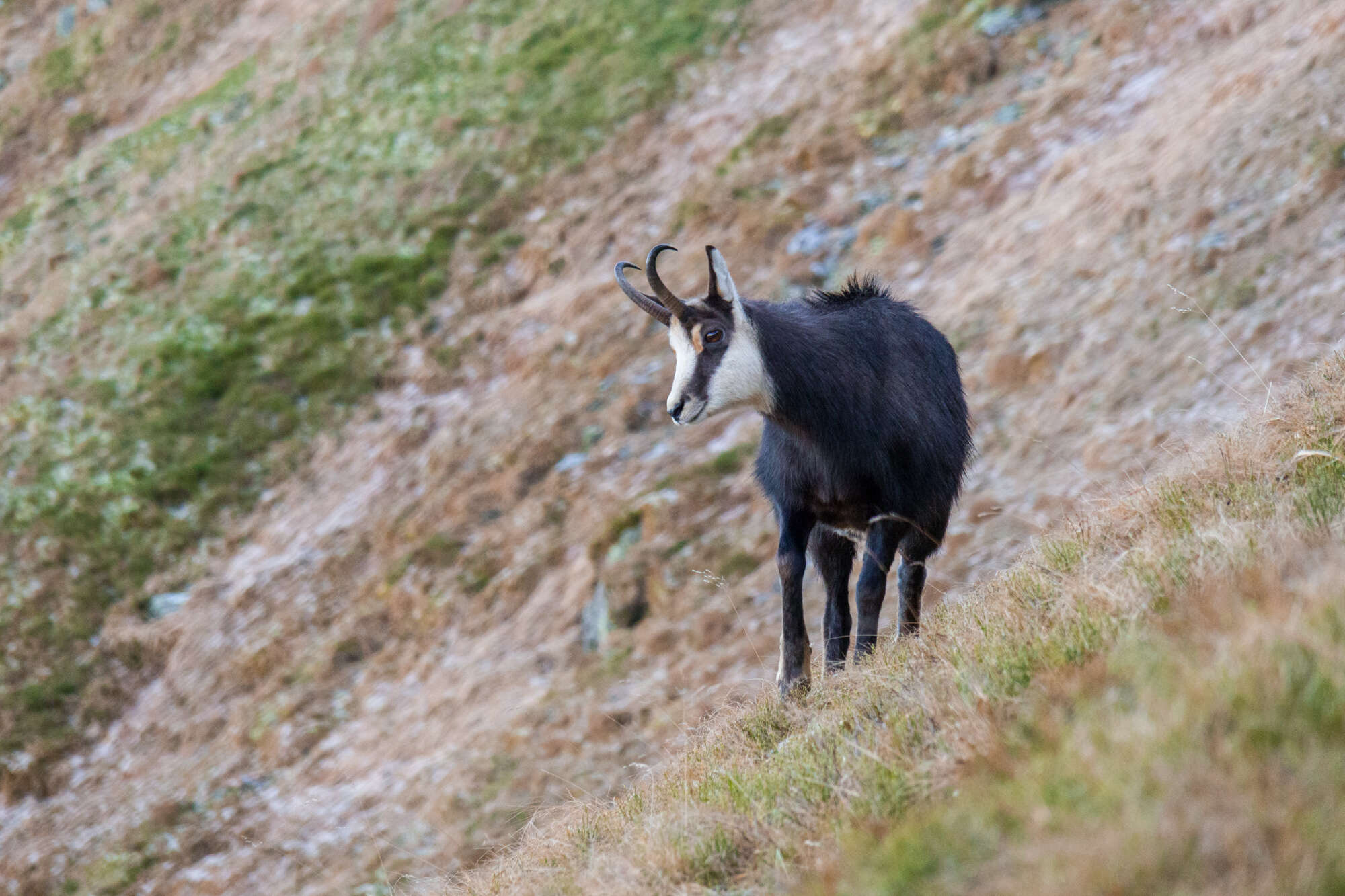 Image of Tatra chamois