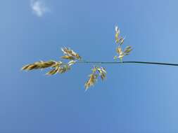 Image of Creeping Soft Grass