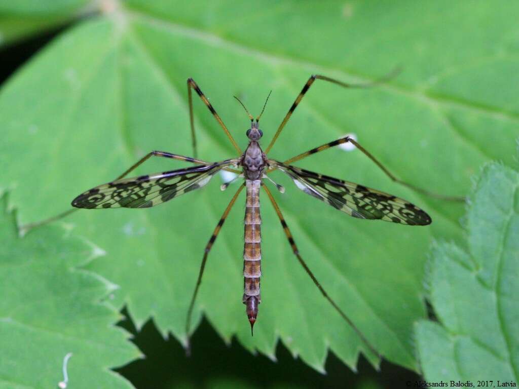 Image of Epiphragma (Epiphragma) ocellare (Linnaeus 1760)