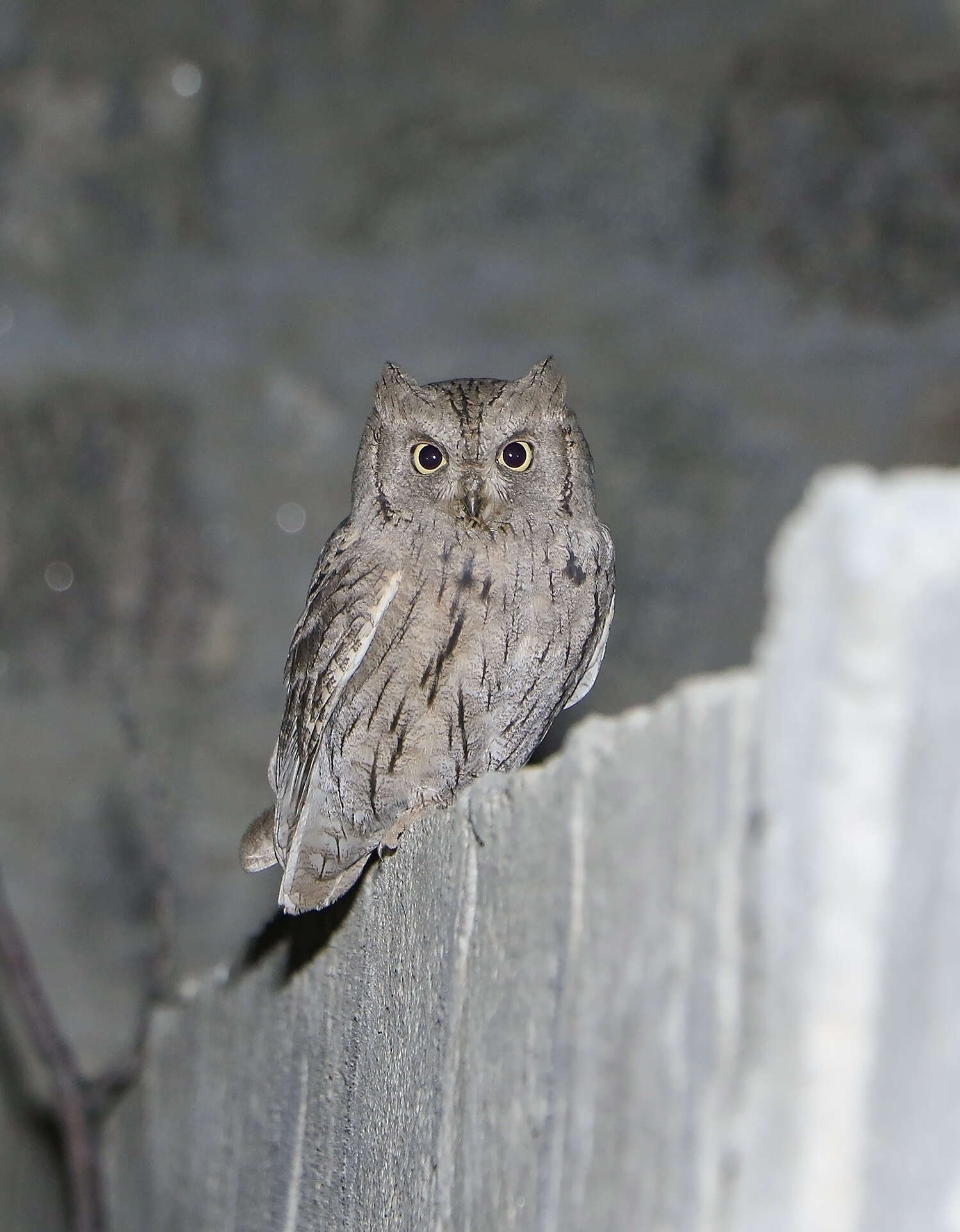 Image of Pallid Scops Owl