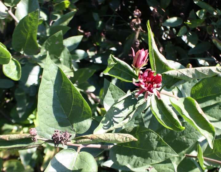 Image of eastern sweetshrub