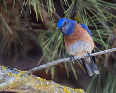 Image of Western Bluebird