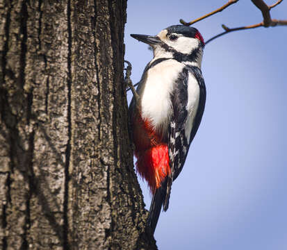 Image of Syrian Woodpecker